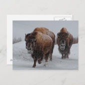 Yellowstone Bison Briefkaart (Voorkant / Achterkant)
