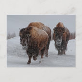 Yellowstone Bison Briefkaart (Voorkant)