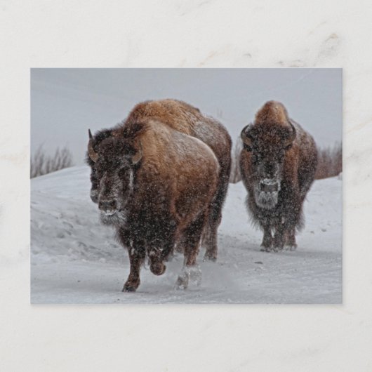 Yellowstone Bison Briefkaart (Voorkant)