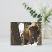 Yellowstone Bison Briefkaart (Staand voorkant)