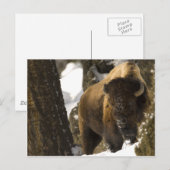 Yellowstone Bison Briefkaart (Voorkant / Achterkant)