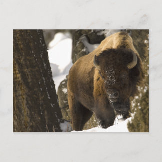 Yellowstone Bison Briefkaart
