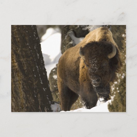 Yellowstone Bison Briefkaart (Voorkant)