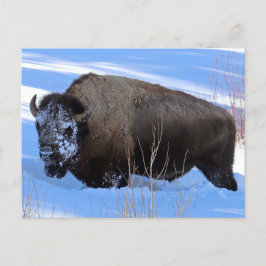 Yellowstone Bison Briefkaart