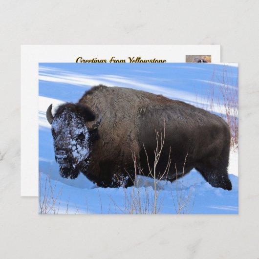 Yellowstone Bison Briefkaart (Voorkant / Achterkant)