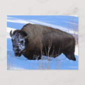 Yellowstone Bison Briefkaart (Voorkant)