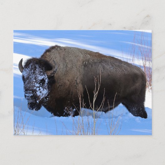 Yellowstone Bison Briefkaart (Voorkant)