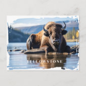 Yellowstone Bison-Briefkaart Briefkaart (Voorkant)