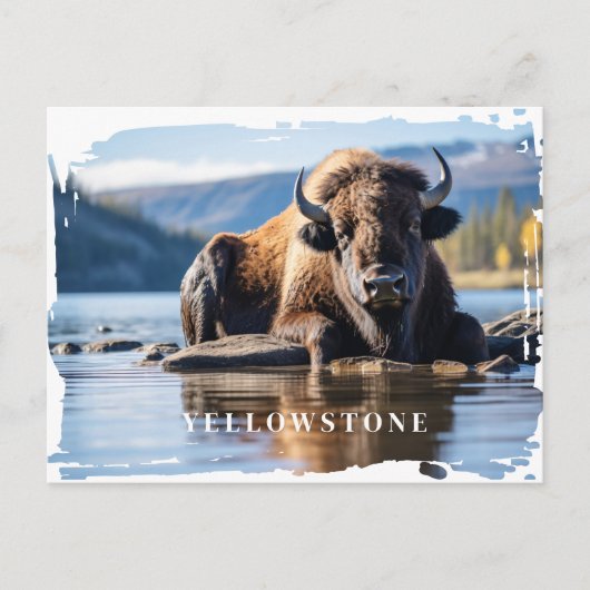 Yellowstone Bison-Briefkaart Briefkaart (Voorkant)