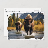 Yellowstone Bison-Briefkaart Briefkaart (Voorkant / Achterkant)