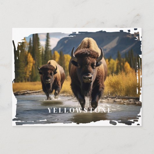 Yellowstone Bison-Briefkaart Briefkaart (Voorkant)