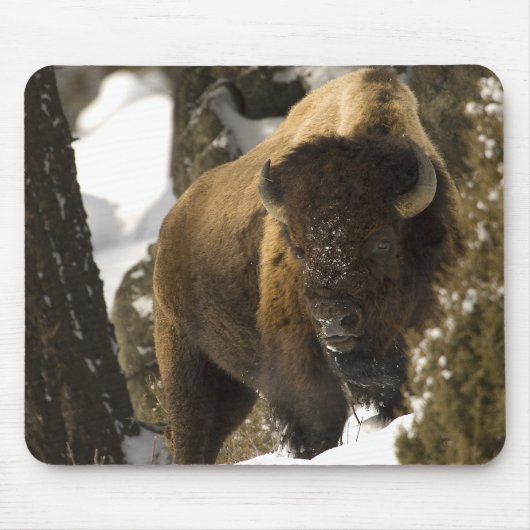 Yellowstone Bison Bull in Winter - Gepersonaliseer Muismat (Voorkant)