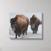 Yellowstone Bison Canvas Afdruk (Voorkant)