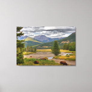 Yellowstone Bison Canvas Afdruk