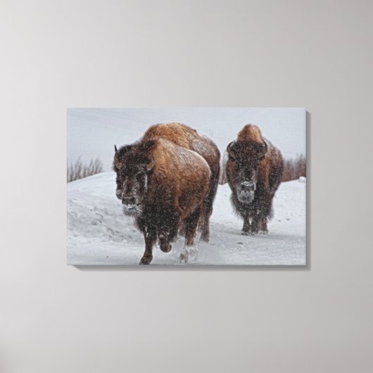 Yellowstone Bison Canvas Afdruk (Voorkant)