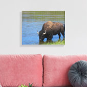 Yellowstone Bison Drink het meer Canvas Afdruk (Insitu (Woonkamer))
