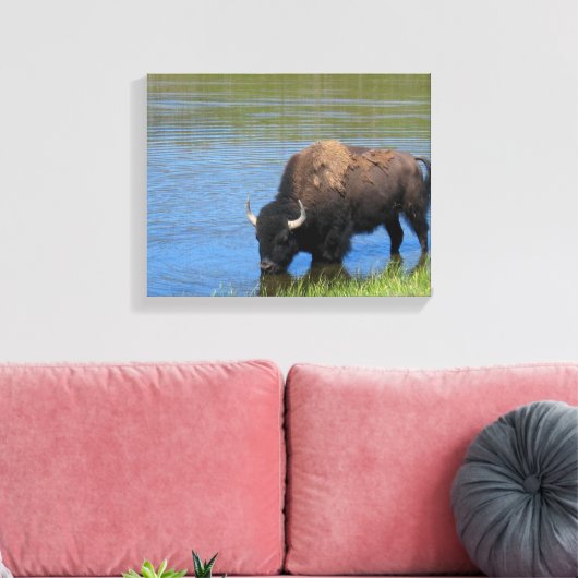 Yellowstone Bison Drink het meer Canvas Afdruk (Insitu (Woonkamer))
