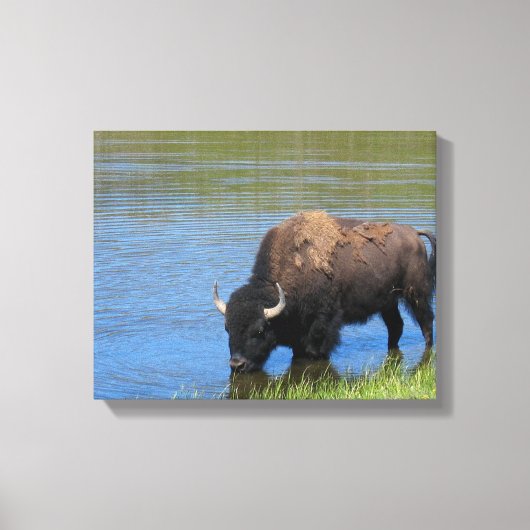 Yellowstone Bison Drink het meer Canvas Afdruk (Voorkant)