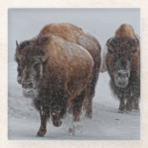Yellowstone Bison Glazen Onderzetter