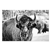 Yellowstone Bison in de winter Foto Afdruk (Voorkant)