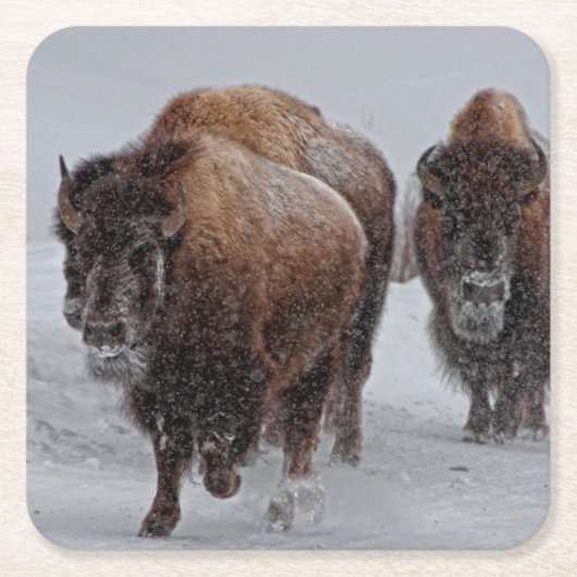 Yellowstone Bison Kartonnen Onderzetters (Voorkant)