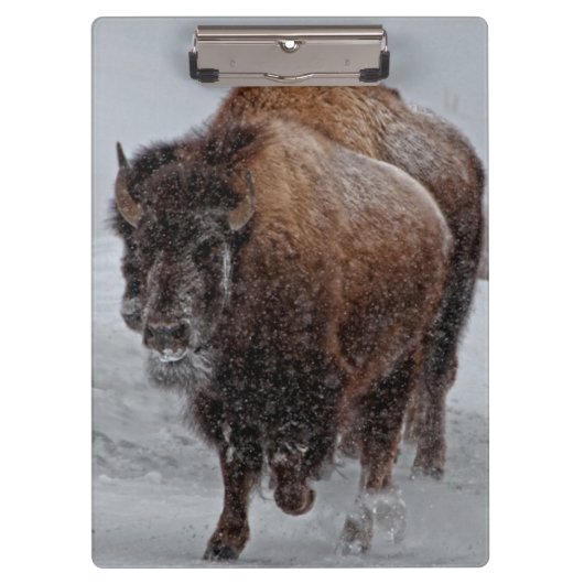 Yellowstone Bison Klembord (Voorkant)