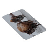 Yellowstone Bison Magneet (Rechterzijde)