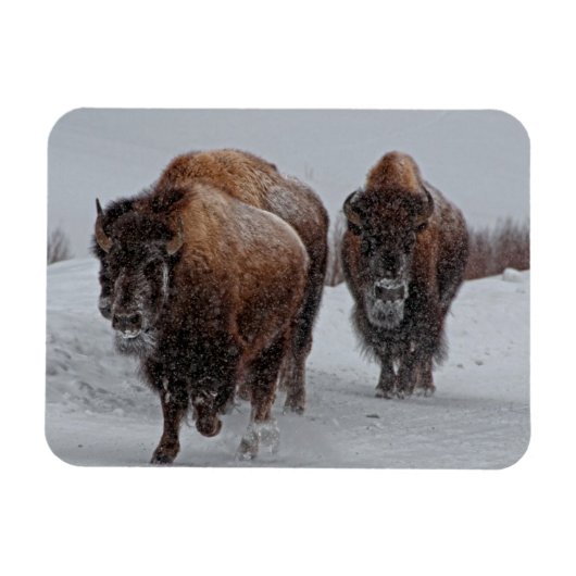 Yellowstone Bison Magneet (Horizontaal)