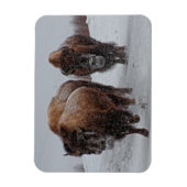 Yellowstone Bison Magneet (Verticaal)