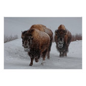 Yellowstone Bison Poster (Voorkant)