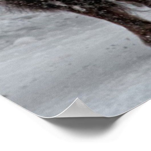 Yellowstone Bison Poster (Hoek)