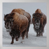 Yellowstone Bison Poster (Voorkant)