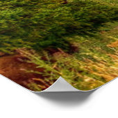 Yellowstone Bison Poster (Hoek)