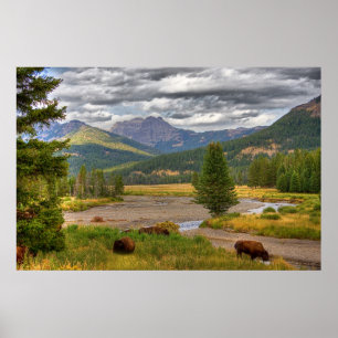 Yellowstone Bison Poster