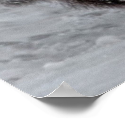 Yellowstone Bison Poster (Hoek)