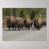 Yellowstone Bison Poster (Voorkant)