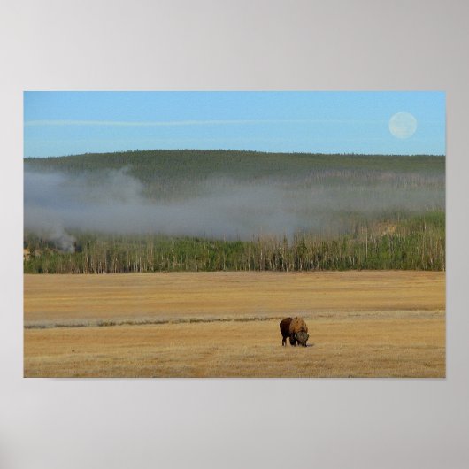 Yellowstone Bison Poster (Voorkant)