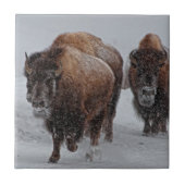Yellowstone Bison Tegeltje (Voorkant)