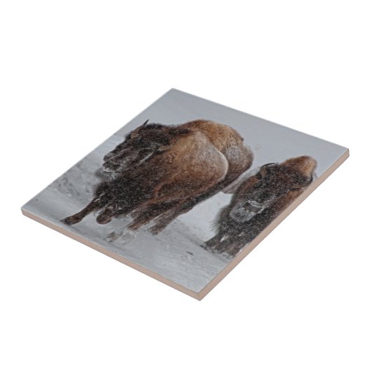 Yellowstone Bison Tegeltje (Zijkant)