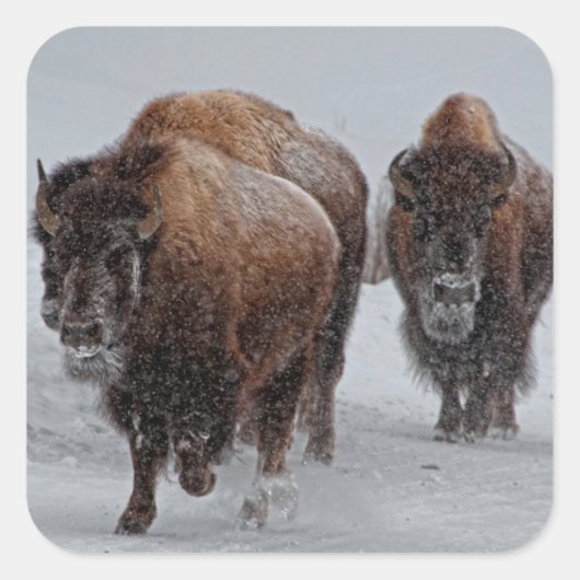 Yellowstone Bison Vierkante Sticker (Voorkant)