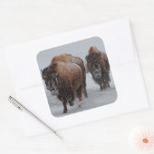 Yellowstone Bison Vierkante Sticker (Envelop)
