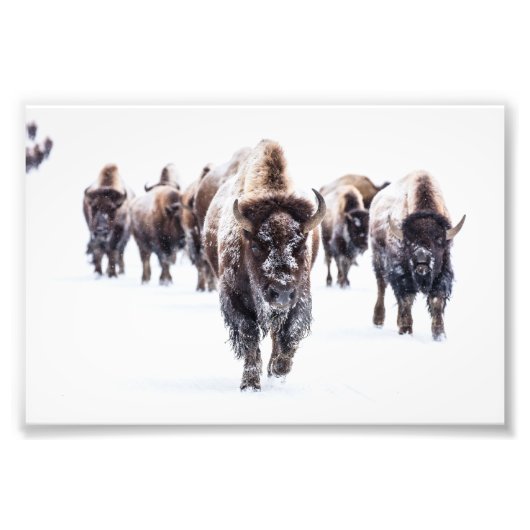 Yellowstone Bizon Foto Afdruk (Voorkant)