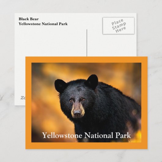 Yellowstone Black Beer Briefkaart (Voorkant / Achterkant)