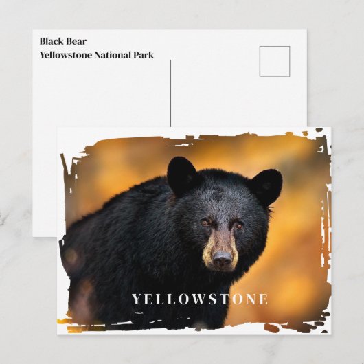 Yellowstone Black Beer Briefkaart (Voorkant / Achterkant)