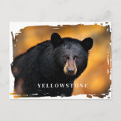 Yellowstone Black Beer Briefkaart (Voorkant)