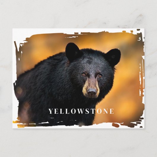 Yellowstone Black Beer Briefkaart (Voorkant)