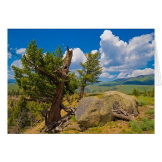 Yellowstone Boulder