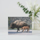 Yellowstone Buffalo Briefkaart (Staand voorkant)