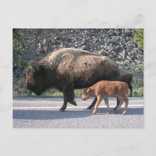 Yellowstone Buffalo Briefkaart (Voorkant)