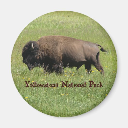 Yellowstone Buffalo Magnet (Voorkant)